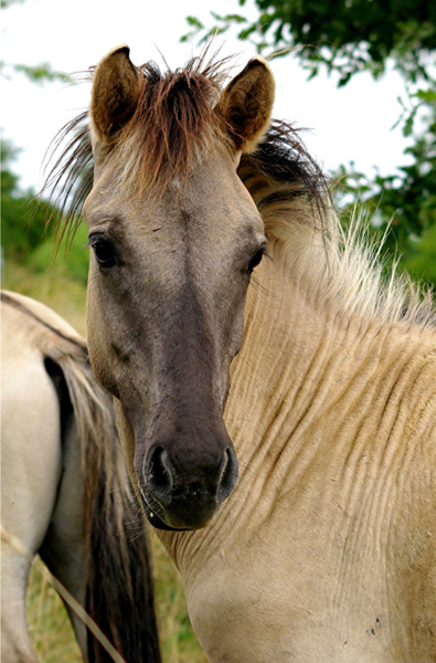 Konik 29 (2)